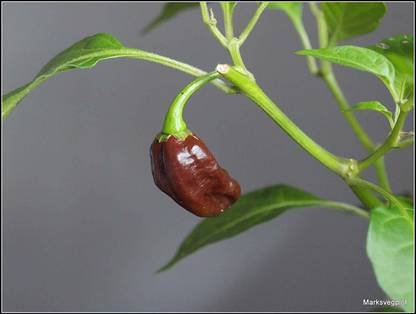 ActrovaX Chocolate Devil's Tongue Pepper Chilli [250 Seeds] Seed