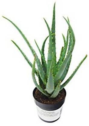 HarvestVale Aloe Vera Plant