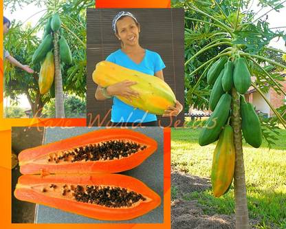 WILLVINE ™Unusual HUGE torpedo shape Carica Papaya 'Burliar Long' on a DWARF TREE seeds Seed