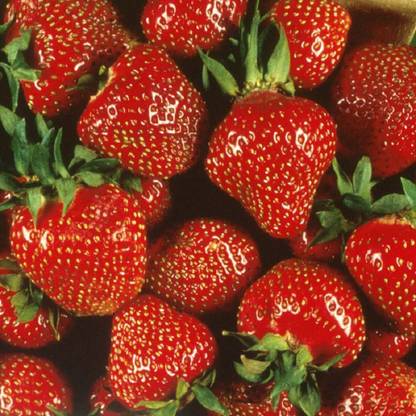 WILLVINE Strawberry Exotic Fruit Rare Flowering madrono Seed Seed