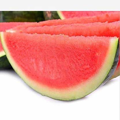ActrovaX XXX Watermelon Sweet Juice Tasty Growing Set [400 Seeds] Seed