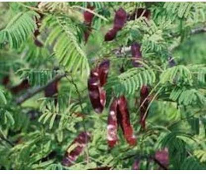 Ravel Khair Seed,Acacia Catechu Seed