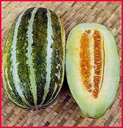 WILLVINE ™Long Green Thai Musk Melon- Muskmelon Seeds Seed