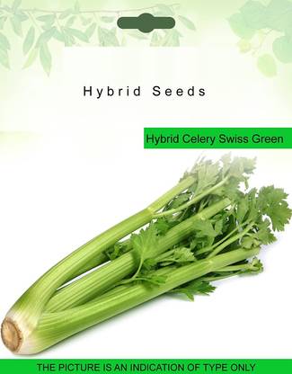 WILLVINE Celery Apium Graveolens Vegetable Seeds Seed