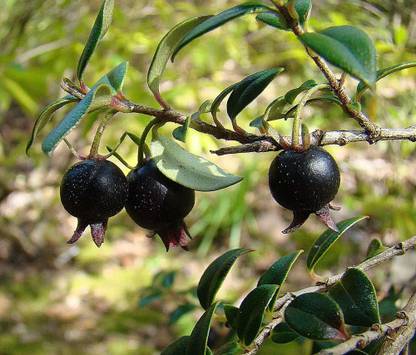 ActrovaX Black Guava/Amrood Fruit Plant [1600 Seeds] Seed