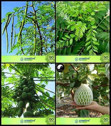 ActrovaX Combo Tree : Drumstick, Sweet Neem , Papaya, Giant Guava Tree [1gm Seeds] Seed
