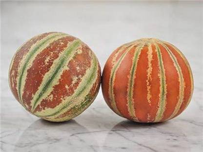 Biosnyg Muskmelon F1 Hybrid Seeds 50gm Seeds Seed