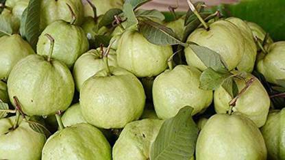 Biosnyg Amrut Fruit - Dwarf Plant Fruit Seeds 15gm Seeds Seed