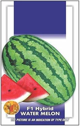 WILLVINE Super Big Water Melon Seeds Seed