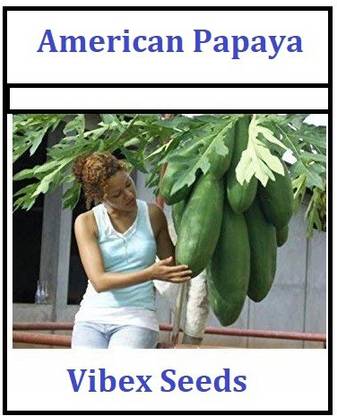 Biosnyg American Big Papaya Seeds Sweet Delicious Fruit 100 Seeds Seed