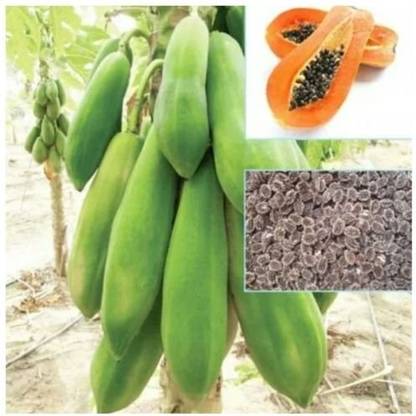 WILLVINE RED LADY~ Dwarf Thai PAPAYA short tree RED YUMMY FLESH Seed