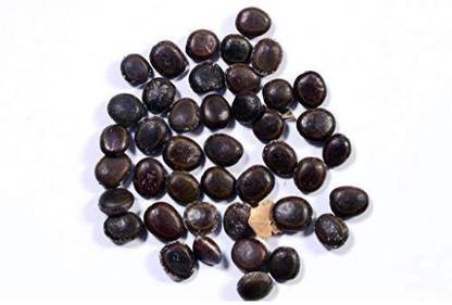 Garden Craft Desi Babool, Kikkar, Acacia Nilotica Seed