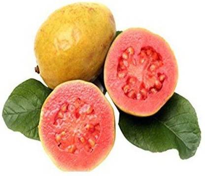 WILLVINE Giant Fruit Seeds - Amrut Fruit - Dwarf Plant Fruit Seeds Seed