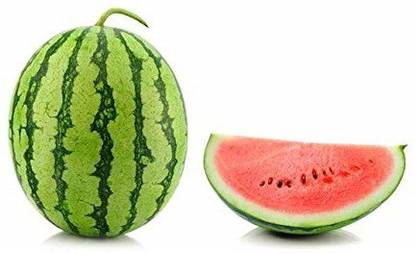 WILLVINE Big Oblong 6-8 Kg Fruit Deep Crimson Red High Yield Hybrid Watermelon Seed