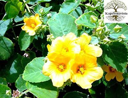 Kapebonavista Kanghi Country Mallow Petari Potari plant, it is a plant not a seed Seed