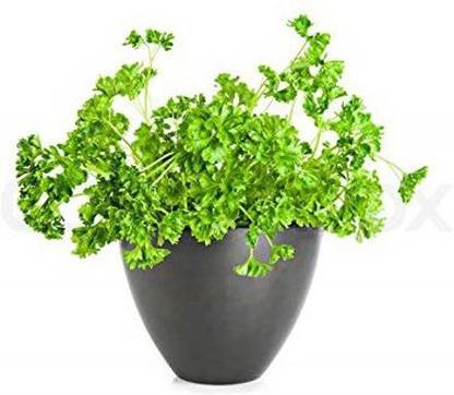 VibeX ® GXL-162-Herb F1 Hybrid Parsley Seeds Small Pack Seed