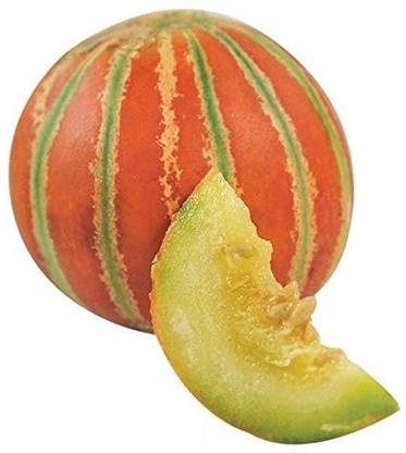 ActrovaX Greens Muskmelon (Kharbuja) Fruit [50gm Seeds] Seed