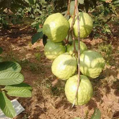 WILLVINE ™Allahabadi Guava/Amrood/Amrud Fruit Plant Seeds Seed