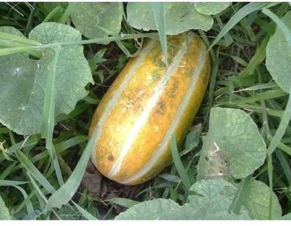 ActrovaX Thai melon, Thai musk melon- muskmelon [5gm Seeds] Seed