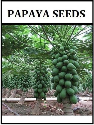 ActrovaX Red Lady Papaya Seed 786 F1 Hybrid Taiwan [10gm Seeds] Seed