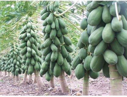 ActrovaX Papaya Hybrid Fruit For Garden Bonsai [200 Seeds] Seed