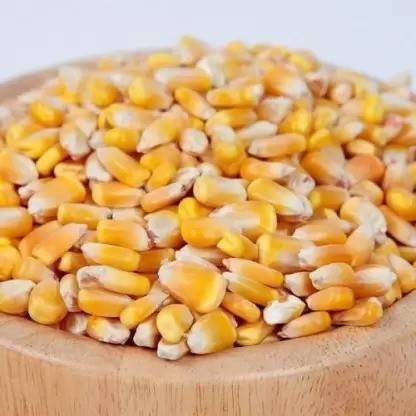 MAA Sweet Corn, Bhutta Seed