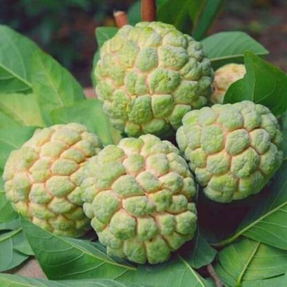 FasonGreen Custard Apple Plant