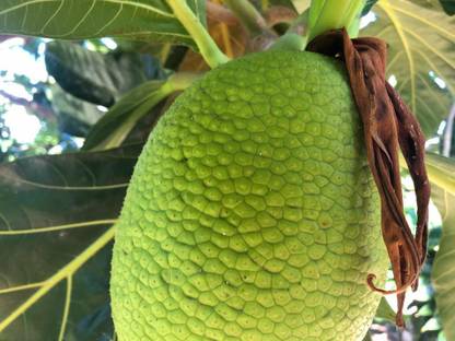 GreenyOn Breadfruit Plant