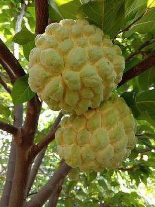 FasanGreen Custard Apple Plant