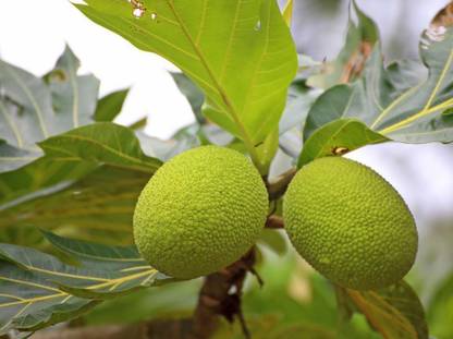 EliteGreen Breadfruit Plant
