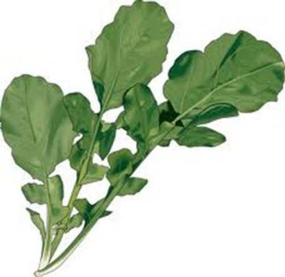VibeX NBIR-59 - Arugula Salad Rocket - (2250 Seeds) Seed