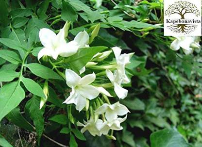 Kapebonavista Chameli Jasmine Jasminum Officinale Plant, it is a plant not a seed Seed