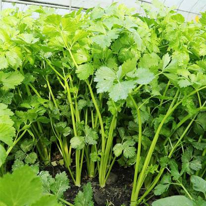 WILLVINE ORG Coriander Cilantro for Leaf Seed