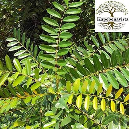 MAXKIA Laxmi Taru Lakshmi Taru paradise plant, it is a plant not a seed Seed
