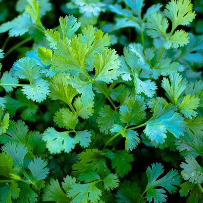 WILLVINE Slow Bolt Cilantro Herb Seeds (Coriander) Seed