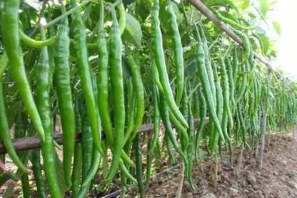 Aro Green Chilli, Chilli Pepper, Mirchi Seed