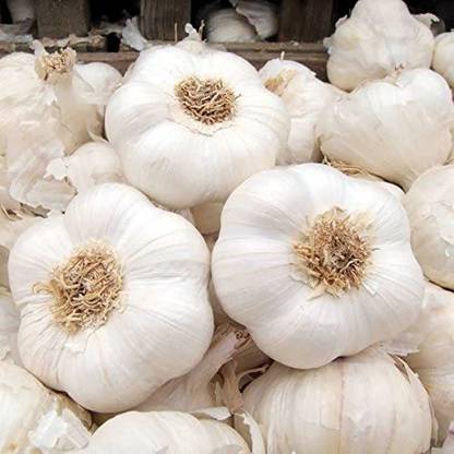 Biosnyg Strong Flavoured British Garlic Seeds 10gm Seeds Seed