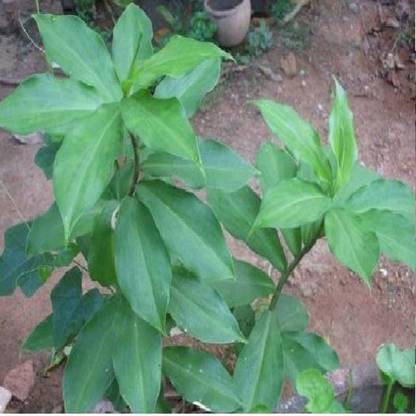 Seedbazaar Costus igneus Seed