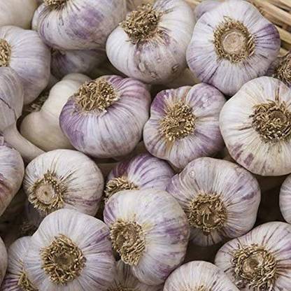 Biosnyg Garlic cloves 'Red Duke' 150 Seeds Seed