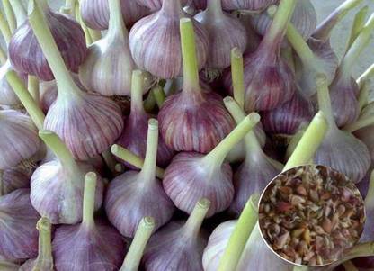 WILLVINE Herb Garlic True Seeds Seedils Lyubasha Organically Grown Ukrainian Heirloom Seed