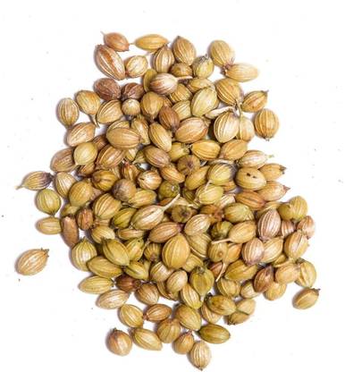 WILLVINE High Yield - Super Delicious Cilantro Seeds - Coriander Seeds Seed