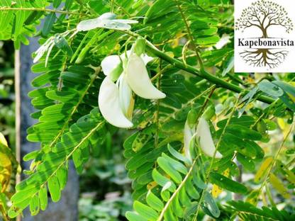 Kapebonavista Gaach-Munga Agastya Houwaiman Agasi Agathi plant, it is a plant not a seed Seed