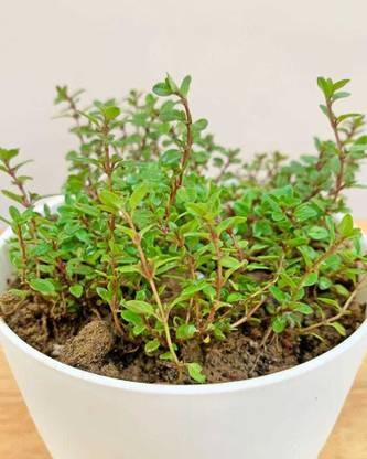 Greenery Nursery Thyme Herb Plant