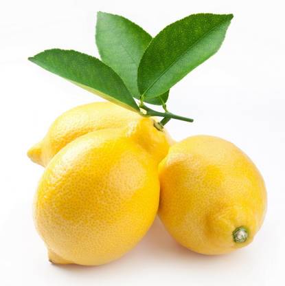 PlantQuipo Lemon Plant