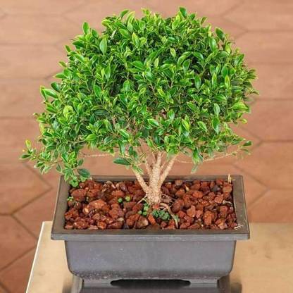 GARDEN ART Ficus Bonsai