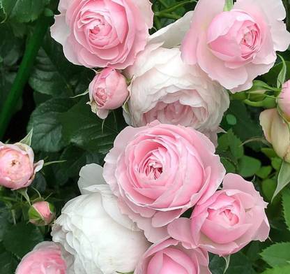 ORGANIX.ROSA BY THE ROOP NURSERY Rose Plant