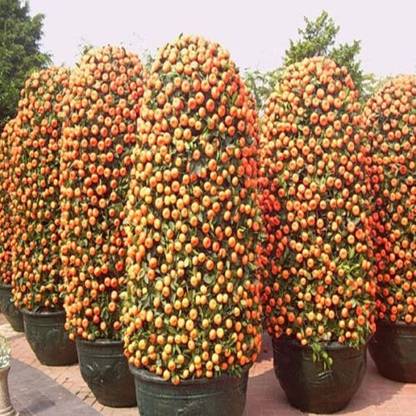 Cosmos mported Bonsai Orange Indoor/potted plant Tree Seed