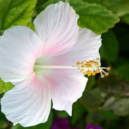 Evergreen Hibiscus Plant