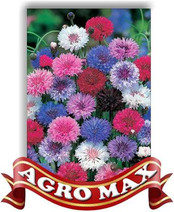 Agro Max CORN FLOWER DOUBLE MIX Seed