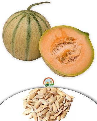 Agro Max Musk Melon Fruit Seeds Seed